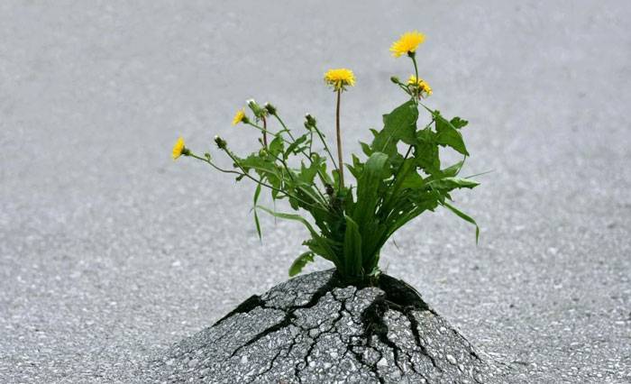 دستورالعمل تقویت اراده برای موفقیت در زندگی با رعایت ۶ نکته